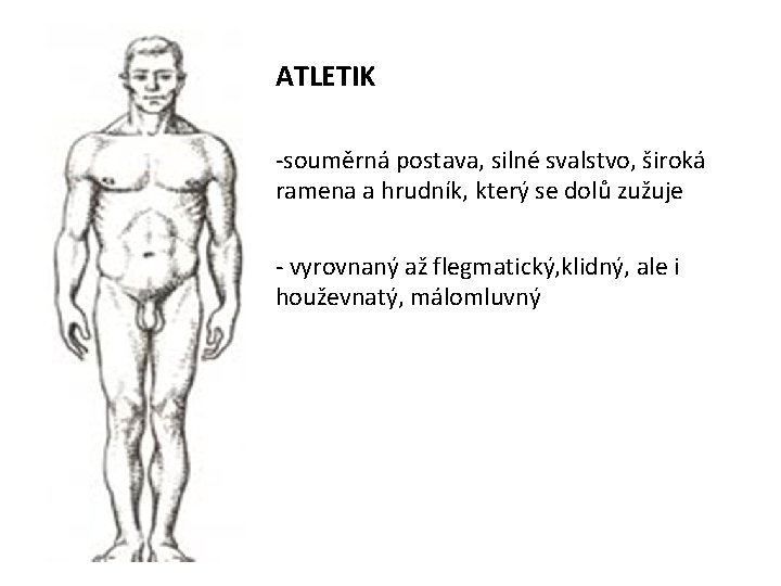 ATLETIK -souměrná postava, silné svalstvo, široká ramena a hrudník, který se dolů zužuje -