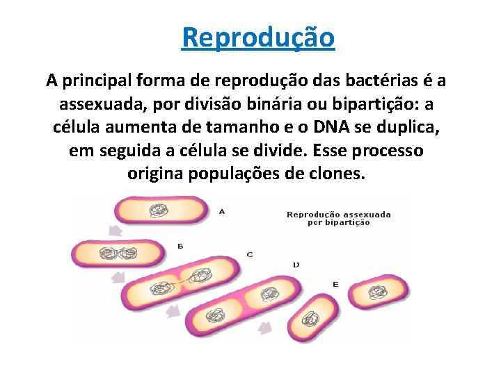 Reprodução A principal forma de reprodução das bactérias é a assexuada, por divisão binária