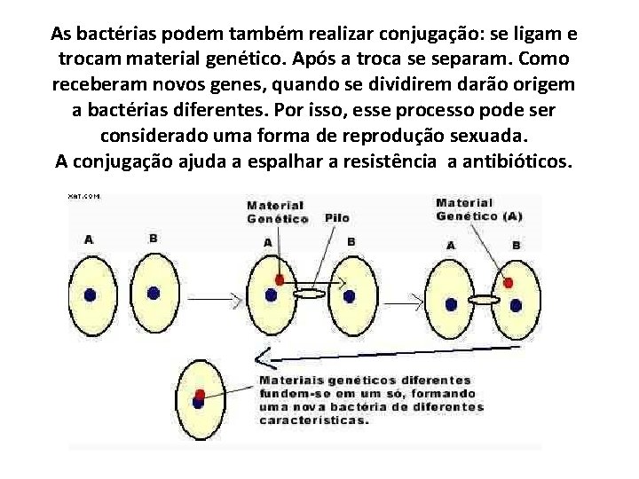 As bactérias podem também realizar conjugação: se ligam e trocam material genético. Após a