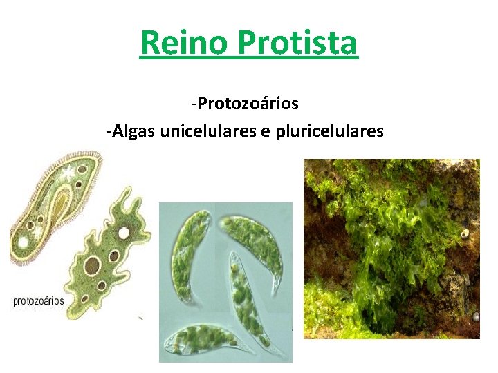 Reino Protista -Protozoários -Algas unicelulares e pluricelulares 