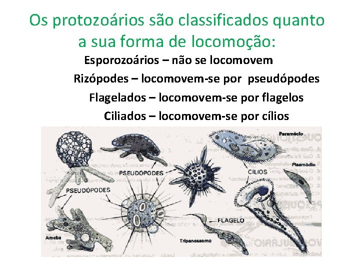 Os protozoários são classificados quanto a sua forma de locomoção: Esporozoários – não se