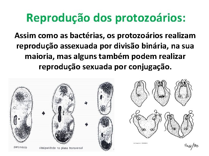 Reprodução dos protozoários: Assim como as bactérias, os protozoários realizam reprodução assexuada por divisão