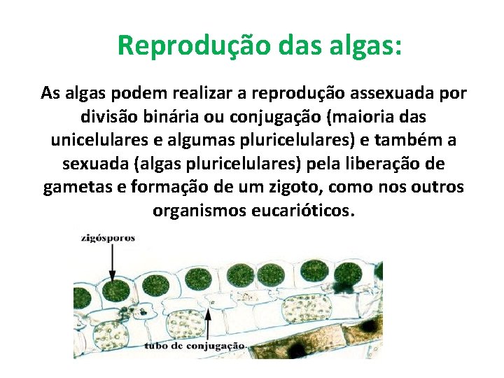 Reprodução das algas: As algas podem realizar a reprodução assexuada por divisão binária ou