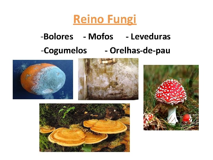 Reino Fungi -Bolores - Mofos - Leveduras -Cogumelos - Orelhas-de-pau 