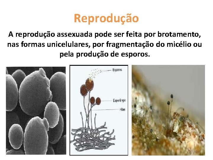 Reprodução A reprodução assexuada pode ser feita por brotamento, nas formas unicelulares, por fragmentação