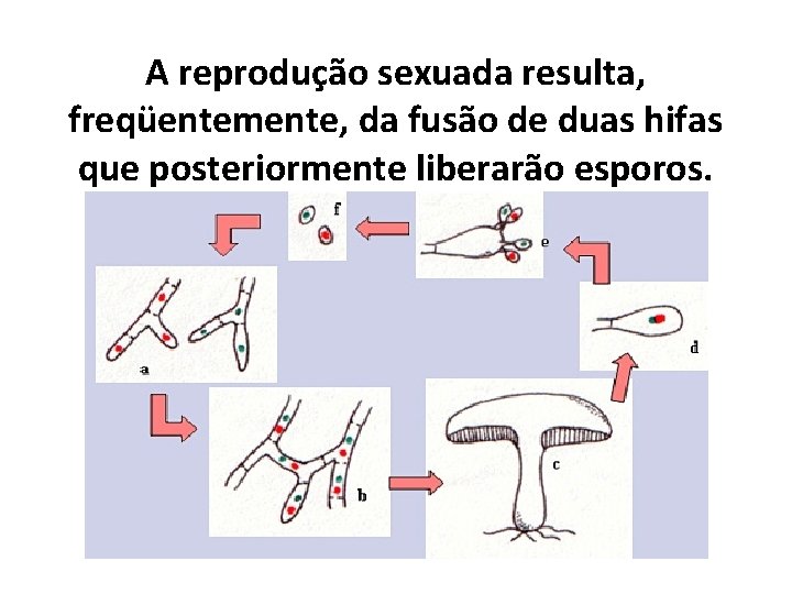 A reprodução sexuada resulta, freqüentemente, da fusão de duas hifas que posteriormente liberarão esporos.