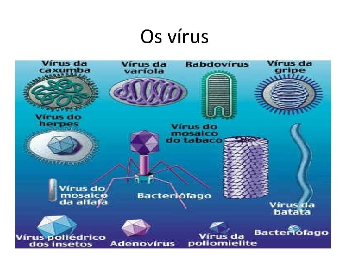 Os vírus 
