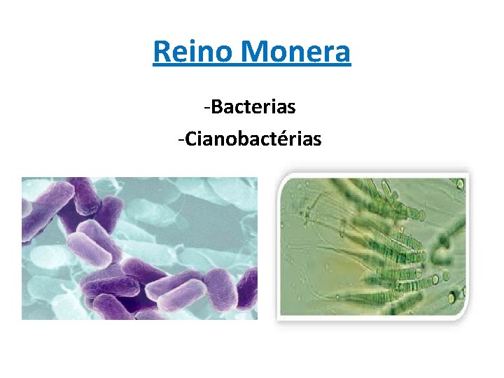 Reino Monera -Bacterias -Cianobactérias 