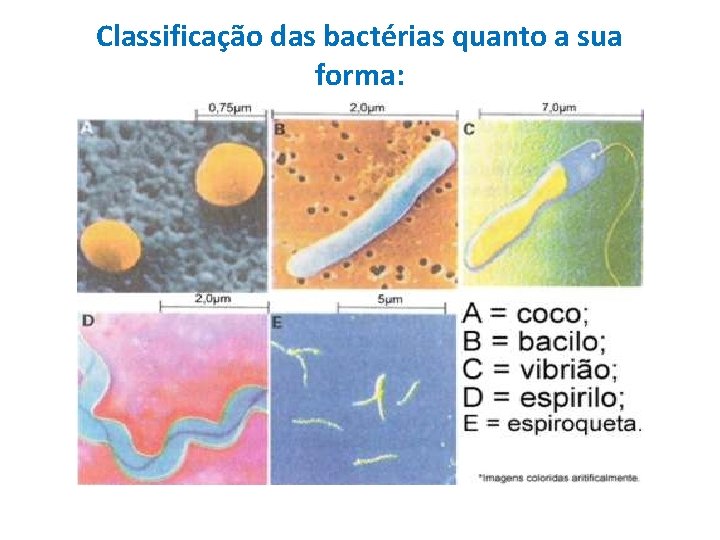 Classificação das bactérias quanto a sua forma: 