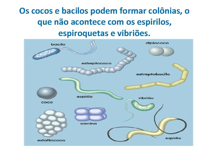 Os cocos e bacilos podem formar colônias, o que não acontece com os espirilos,