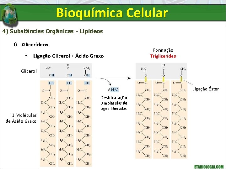 Bioquímica Celular 4) Substâncias Orgânicas - Lipídeos I) Glicerídeos § Ligação Glicerol + Ácido