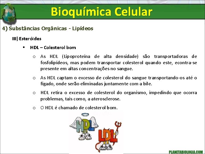 Bioquímica Celular 4) Substâncias Orgânicas - Lipídeos III) Esteróides § HDL – Colesterol bom