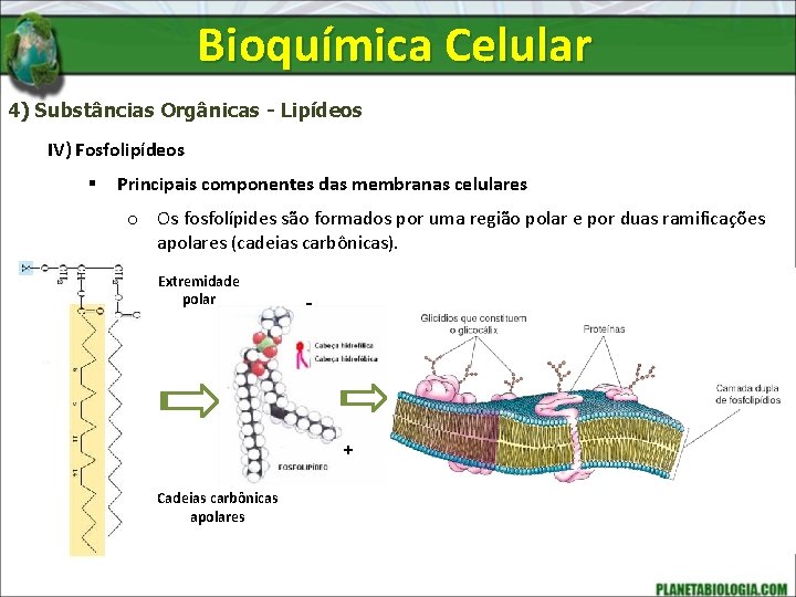 Bioquímica Celular 4) Substâncias Orgânicas - Lipídeos IV) Fosfolipídeos § Principais componentes das membranas