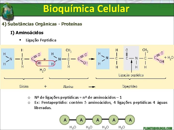 Bioquímica Celular 4) Substâncias Orgânicas - Proteínas I) Aminoácidos § Ligação Peptídica o Nº