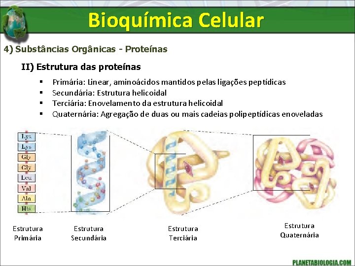 Bioquímica Celular 4) Substâncias Orgânicas - Proteínas II) Estrutura das proteínas § § Estrutura