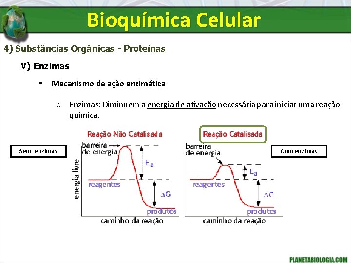 Bioquímica Celular 4) Substâncias Orgânicas - Proteínas V) Enzimas § Mecanismo de ação enzimática