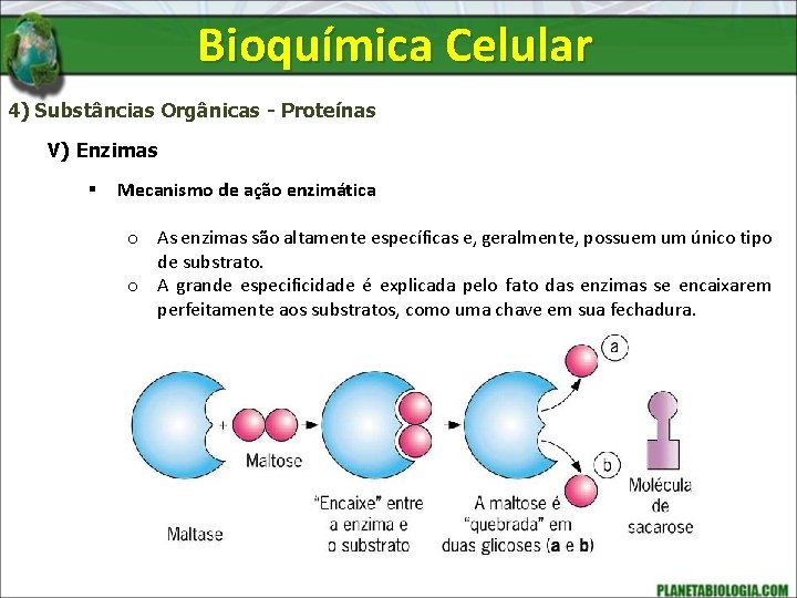 Bioquímica Celular 4) Substâncias Orgânicas - Proteínas V) Enzimas § Mecanismo de ação enzimática