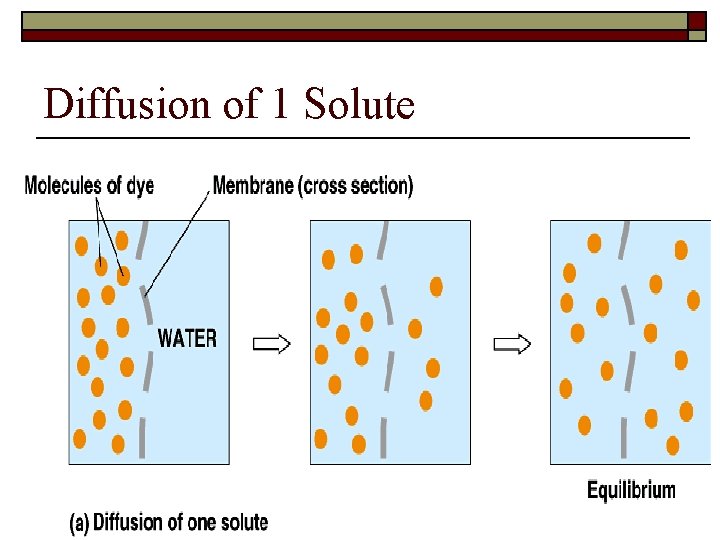 Diffusion of 1 Solute 