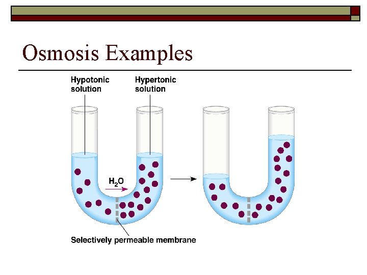 Osmosis Examples 