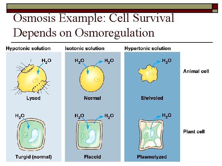 Osmosis Example: Cell Survival Depends on Osmoregulation 