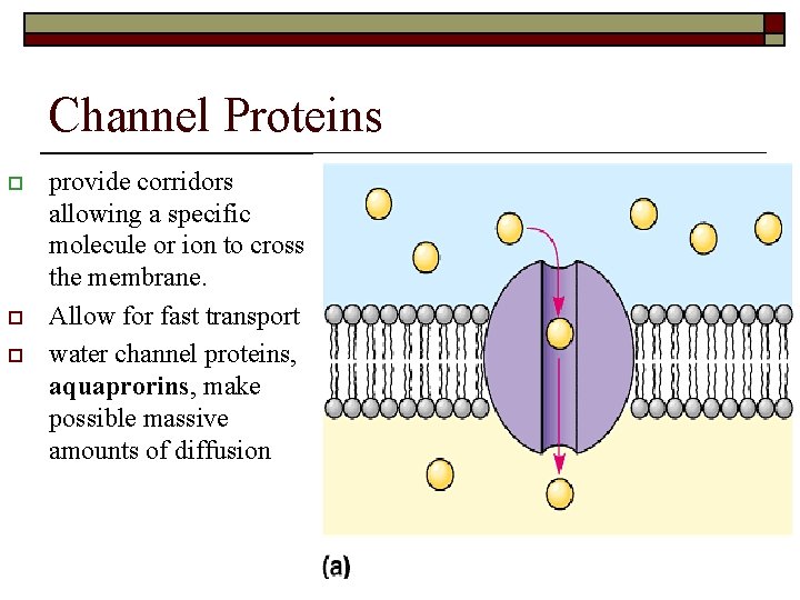 Channel Proteins o o o provide corridors allowing a specific molecule or ion to