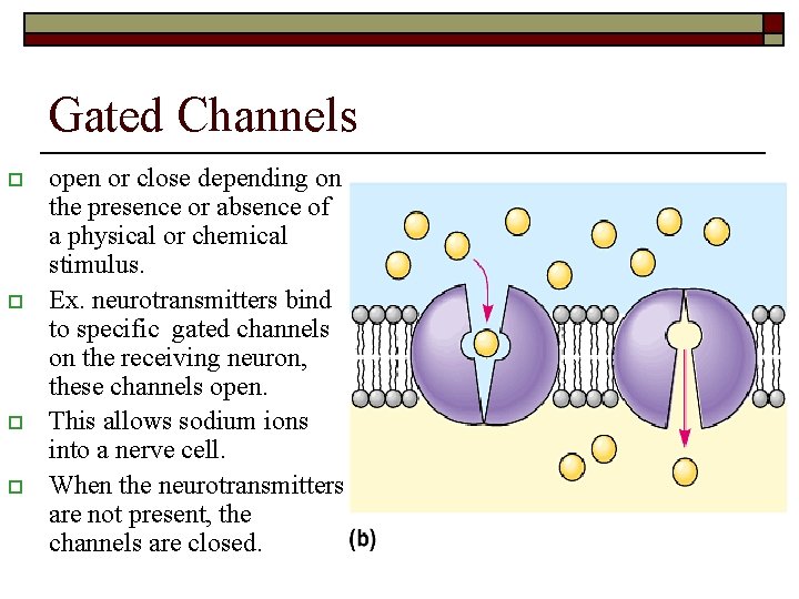 Gated Channels o o open or close depending on the presence or absence of