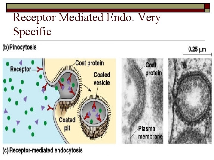 Receptor Mediated Endo. Very Specific 