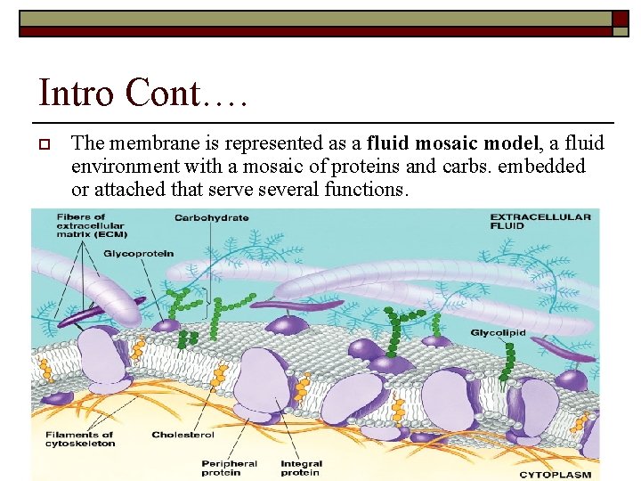 Intro Cont…. o The membrane is represented as a fluid mosaic model, a fluid