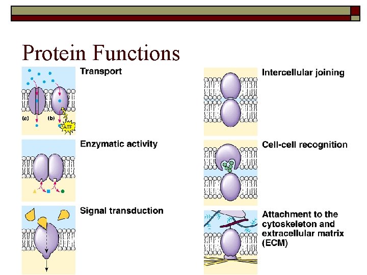 Protein Functions 