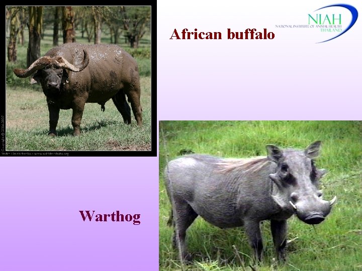 African buffalo Warthog 