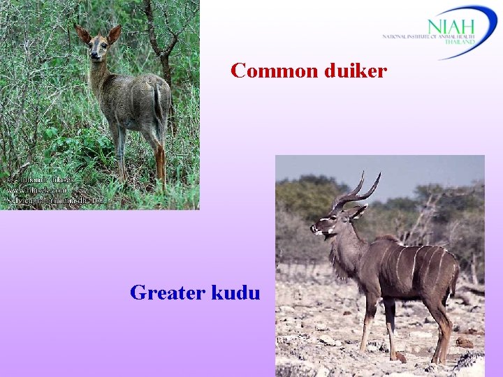 Common duiker Greater kudu 