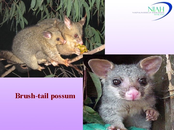 Brush-tail possum 