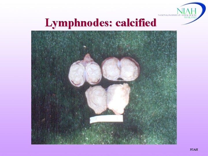 Lymphnodes: calcified NIAH 