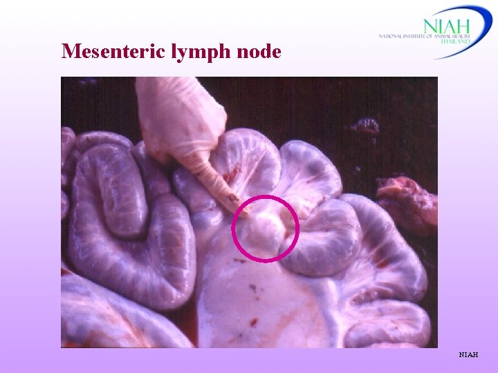 Mesenteric lymph node NIAH 