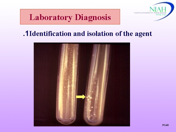 Laboratory Diagnosis. 1 Identification and isolation of the agent NIAH 