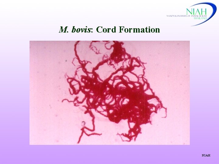 M. bovis: Cord Formation NIAH 