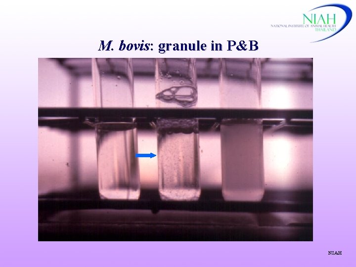 M. bovis: granule in P&B NIAH 