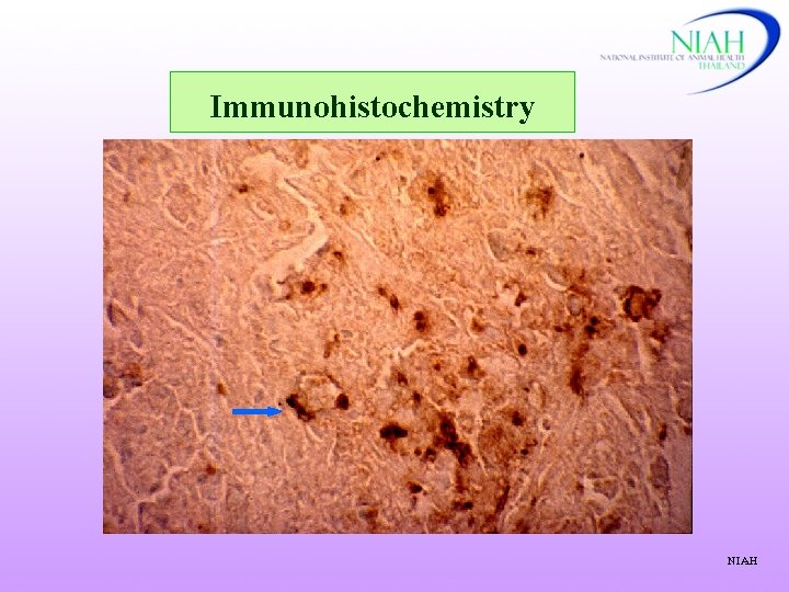 Immunohistochemistry NIAH 