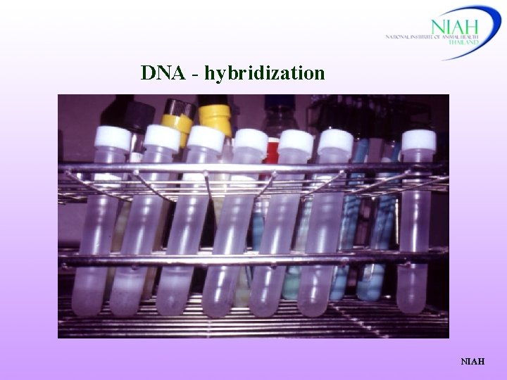 DNA - hybridization NIAH 