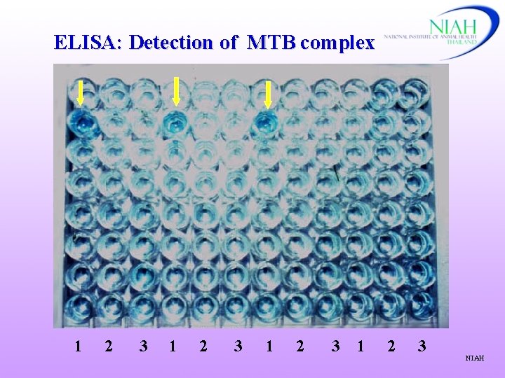 ELISA: Detection of MTB complex 1 2 3 NIAH 