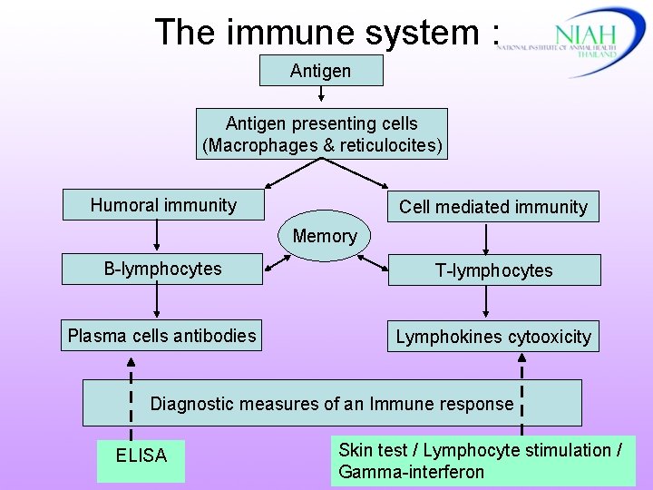 The immune system : Antigen presenting cells (Macrophages & reticulocites) Humoral immunity Cell mediated