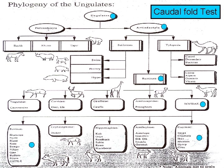Caudal fold Test 