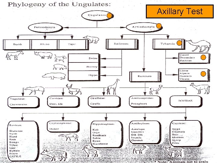 Axillary Test 