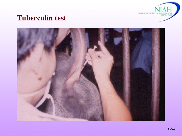 Tuberculin test NIAH 