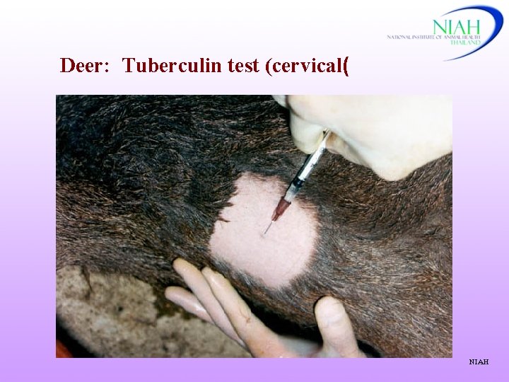 Deer: Tuberculin test (cervical( NIAH 