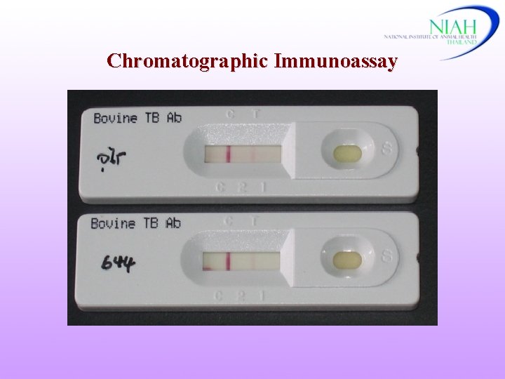 Chromatographic Immunoassay 