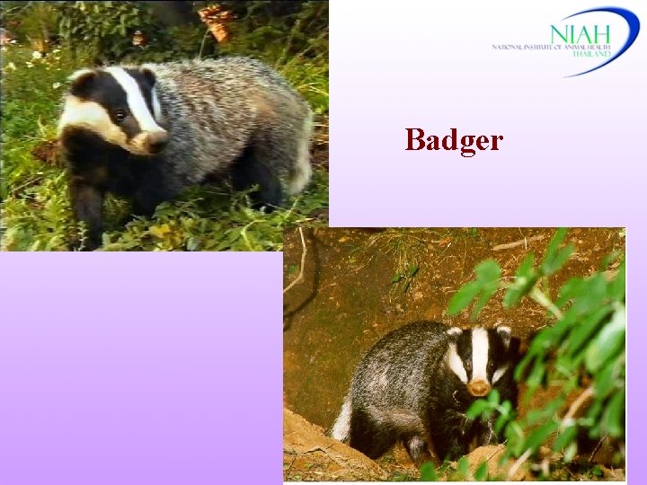 Badger 