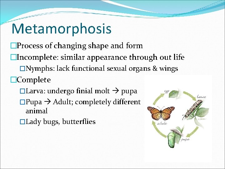 Metamorphosis �Process of changing shape and form �Incomplete: similar appearance through out life �Nymphs: Metamorphosis �Process of changing shape and form �Incomplete: similar appearance through out life �Nymphs: