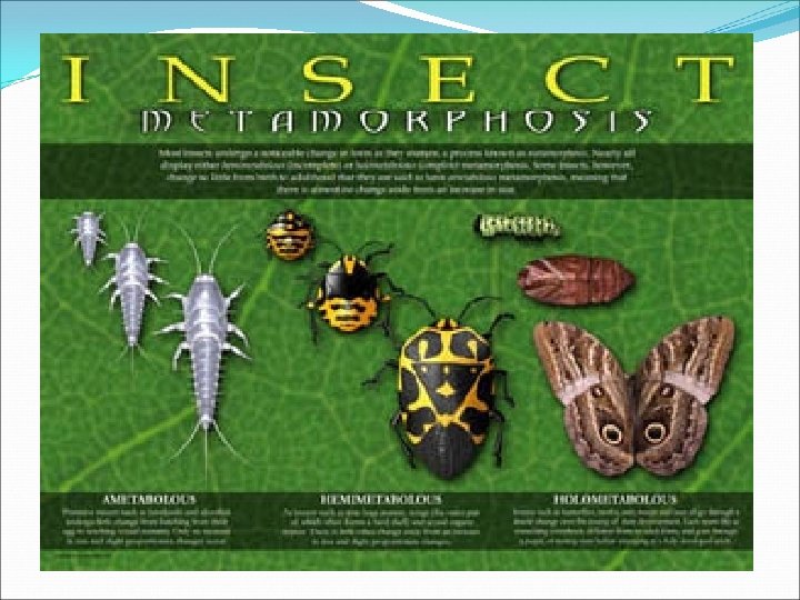 Metamorphosis Metamorphosis