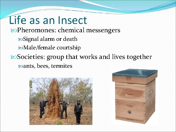 Life as an Insect Pheromones: chemical messengers Signal alarm or death Male/female courtship Societies: Life as an Insect Pheromones: chemical messengers Signal alarm or death Male/female courtship Societies: